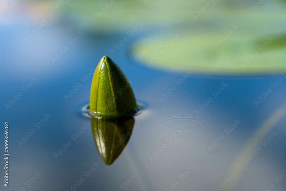 Close-up of a water lily bud emerging from tranquil waters. Close-up of a water lily bud emerging from tranquil waters.