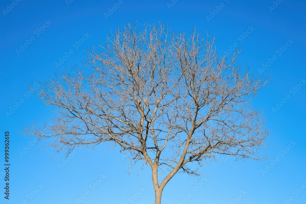 Tree Stripped of Its Foliage Against a Cerulean Sky Tree Stripped of Its Foliage Against a Cerulean Sky