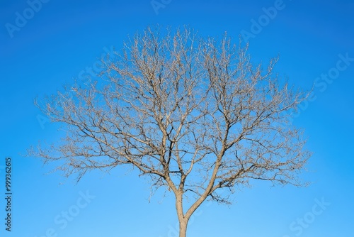 Tree Stripped of Its Foliage Against a Cerulean Sky