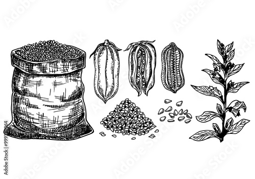 Sesame plant and seed. Sack of sesame seeds. Botanical sketch. Agriculture grain. Culinary condiment. For packaging design, label, icon. Hand drawn illustration