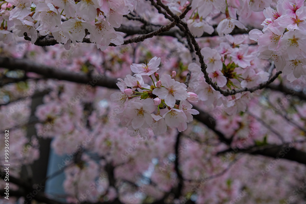Pink sakura flower blossom bloom on tree branch winter season Pink sakura flower blossom bloom on tree branch winter season