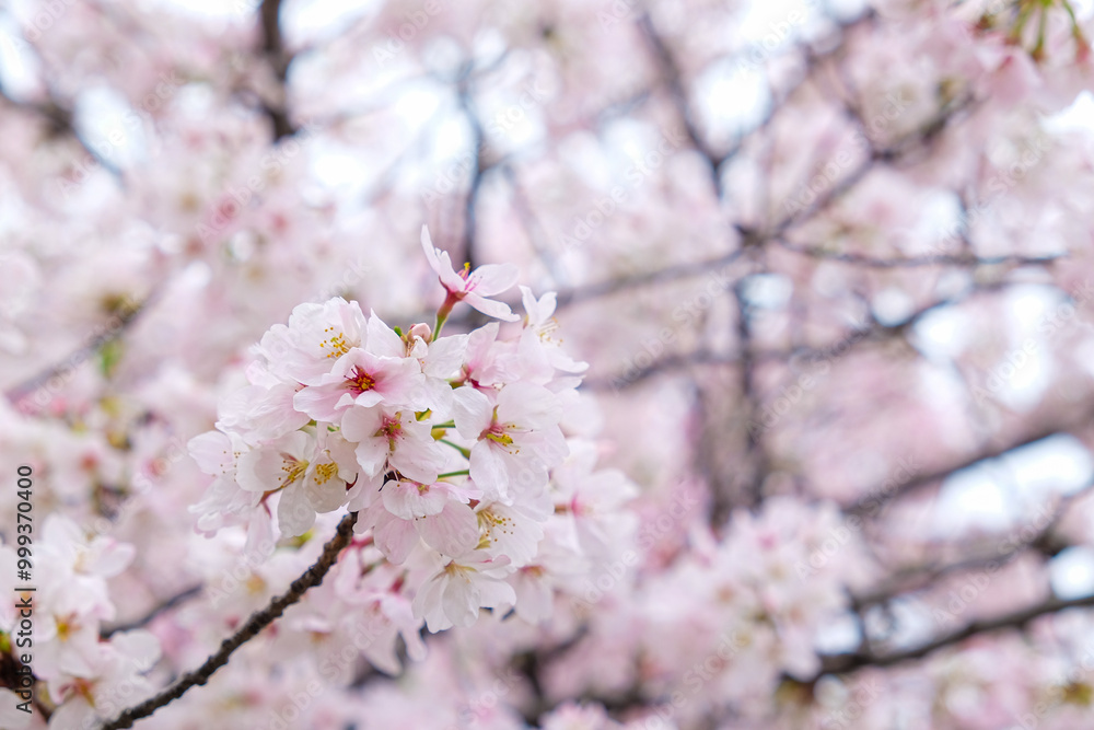 Pink sakura flower blossom bloom on tree branch winter season Pink sakura flower blossom bloom on tree branch winter season