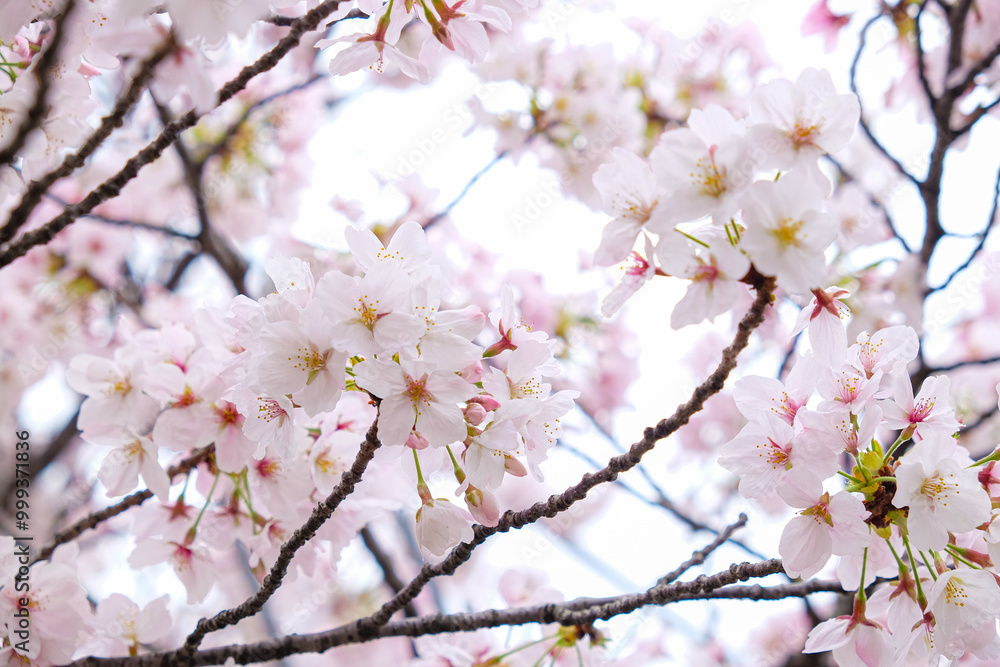 Pink sakura flower blossom bloom on tree branch winter season Pink sakura flower blossom bloom on tree branch winter season