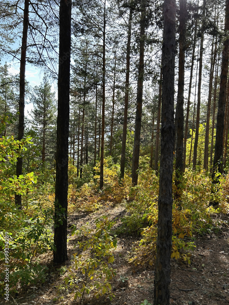 Fototapeta premium Sunlight filtering through tall pine trees in a serene forest landscape