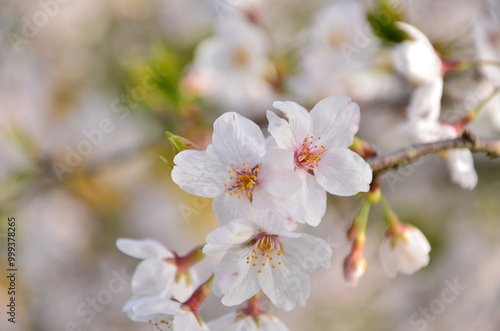 blossom in spring