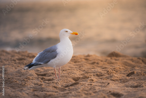 Sea bird beach gold hour