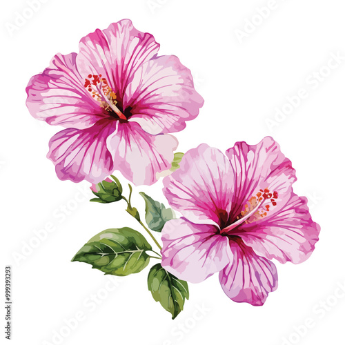 Lilac hibiscus flowers vector watercolor art isolated on white background