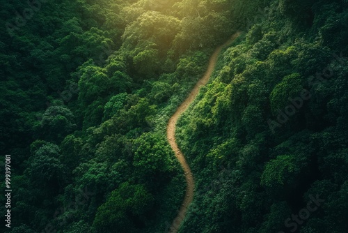 Aerial view of a winding path through a lush green forest.