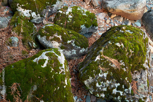 Boulders covered with moss and lichens. Natural stone background. photo