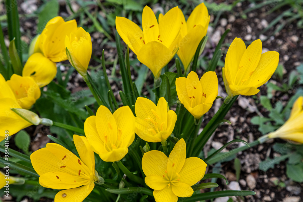 Sternbergia lutea, the autumn daffodil, fall daffodil, lily-of-the-field, or yellow autumn crocus, is a bulbous flowering plant with yellow flowers which appear in autumn. Sternbergia lutea, the autumn daffodil, fall daffodil, lily-of-the-field, or yellow autumn crocus, is a bulbous flowering plant with yellow flowers which appear in autumn.