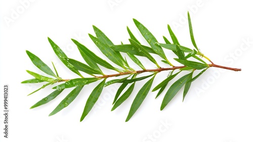 Horizontal Melaleuca Alternifolia (Tea Tree) Branch with Green Needle-Like Leaves and Water Droplets on White Background