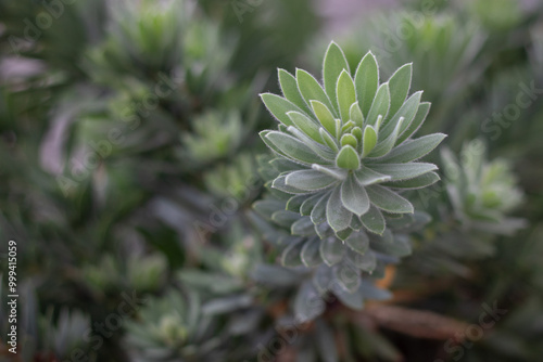 close up of a plant