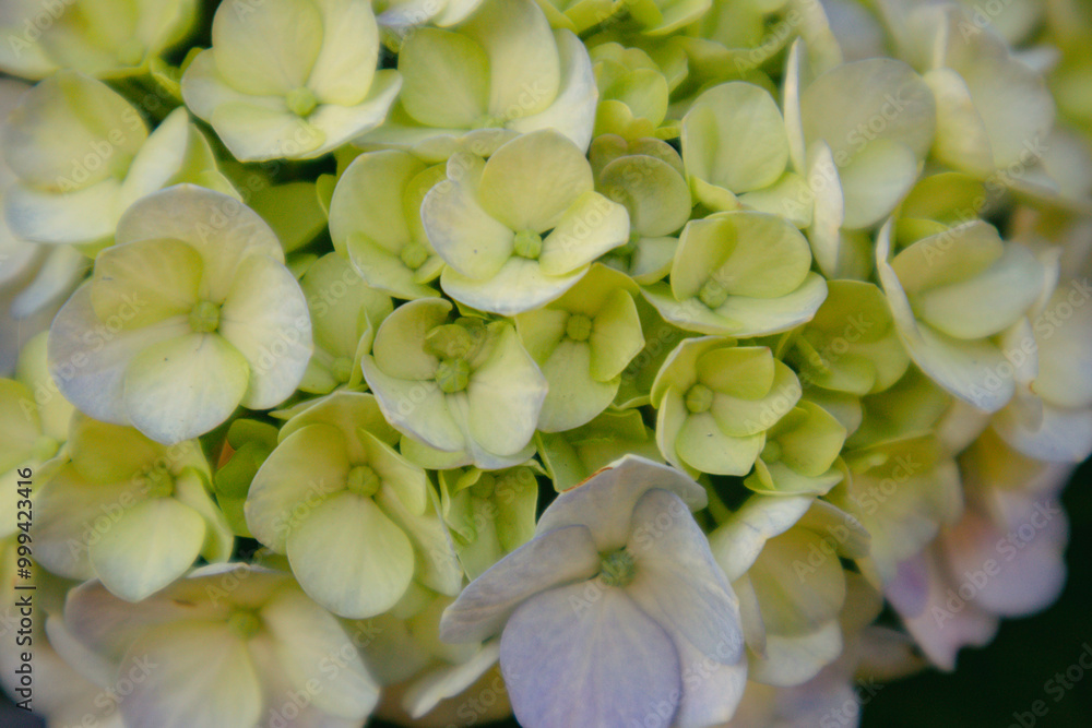A close-up of a stunning blue hydrangea blossom, its delicate petals revealing intricate details and vibrant color. Background of hydrangea A close-up of a stunning blue hydrangea blossom, its delicate petals revealing intricate details and vibrant color. Background of hydrangea