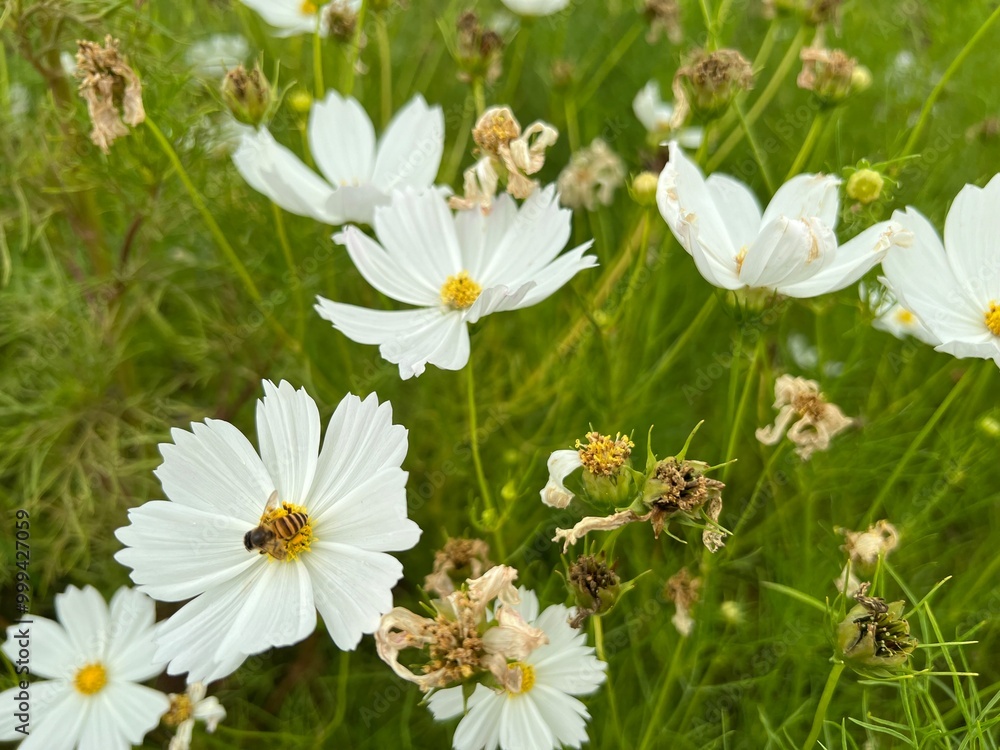 white cosmos flowers. bees perched on white cosmos flowers. cosmos bipinnatus flower in the garden white cosmos flowers. bees perched on white cosmos flowers. cosmos bipinnatus flower in the garden