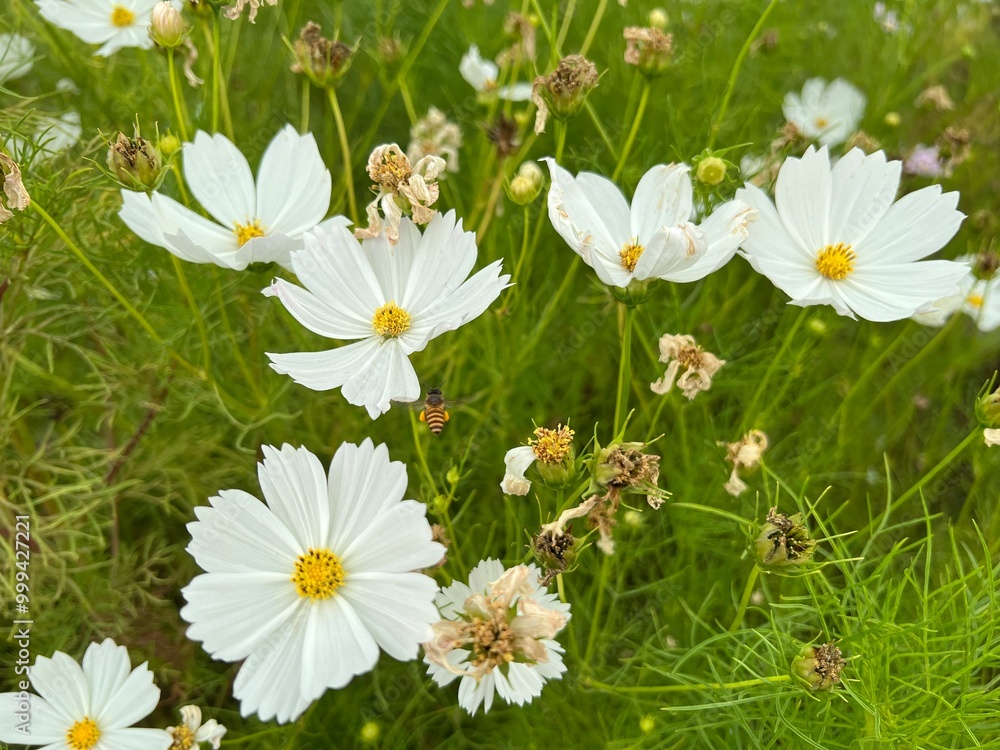 Fototapeta premium white cosmos flowers. bees perched on white cosmos flowers. cosmos bipinnatus flower in the garden