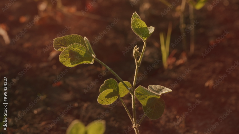 Field Of Green Soybeans. Soybean Pods On Plant. Agricultural Soy Plantation Background. Green Cultivated Soy Bean Plants In Field. Field Of Green Soybeans. Soybean Pods On Plant. Agricultural Soy Plantation Background. Green Cultivated Soy Bean Plants In Field.