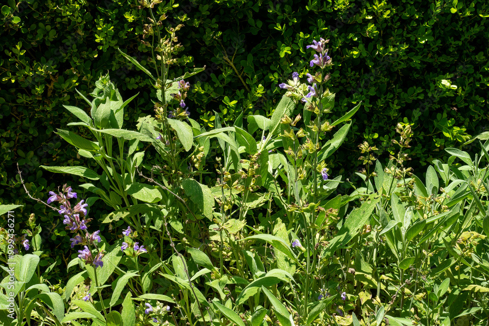 Obraz premium Purple flowers of common sage (salvia officinalis) in a sunny garden