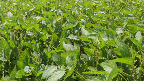 Eco-Friendly Soybean Farming. Agricultural Soybean Field At Industrial Farm. Green Ripening Soybean Field. Beautiful Soybean Farm. photo