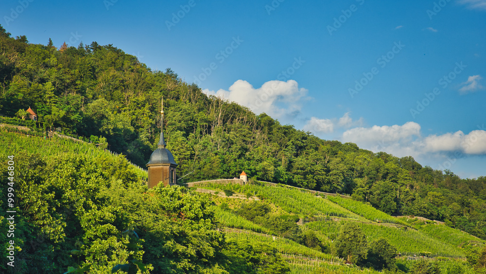 Weinberg - Vineyards - Landschaft - Sachsen - Deutschland - Europa - Sächsische Schweiz - Saxon Switzerland - Wein - Anbau Weinberg - Vineyards - Landschaft - Sachsen - Deutschland - Europa - Sächsische Schweiz - Saxon Switzerland - Wein - Anbau