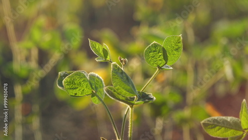 Glycine Max Or Soybean. Agricultural Landscape. Organic Farming. Soybean Bloom At Sunset. Green Soybean Plants On Soy Bean Cultivated Field. photo