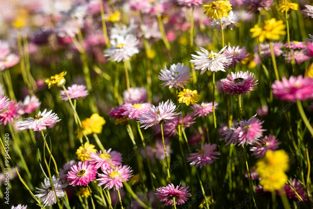 soft gentle flowers field glate sun bloom spring nature soft gentle flowers field glate sun bloom spring nature