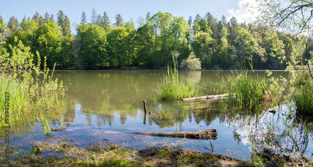 spring landscape lake Thanninger Weiher, green trees at the shore spring landscape lake Thanninger Weiher, green trees at the shore