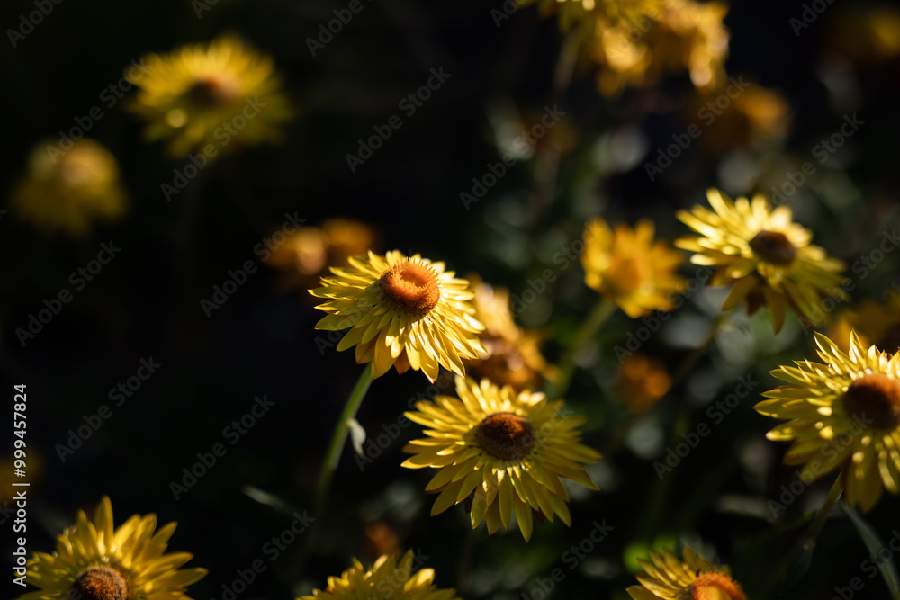 soft gentle flowers field glate sun bloom spring nature soft gentle flowers field glate sun bloom spring nature