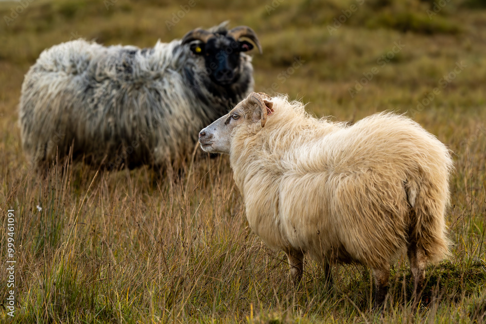 Fototapeta premium Icelandic sheep in autumn, before winter stabling, Iceland