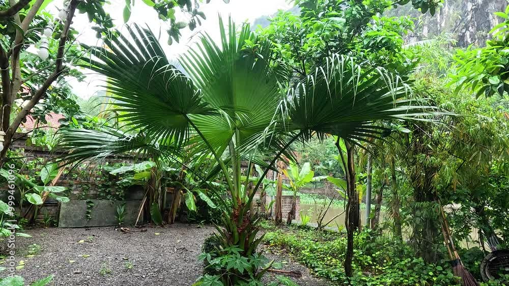 Lush Garden in Ninh Binh