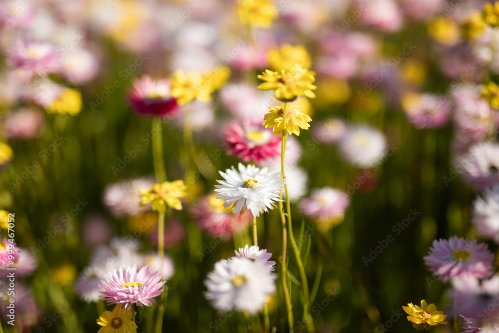 soft gentle flowers field glate sun bloom spring nature soft gentle flowers field glate sun bloom spring nature
