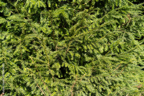 European yew (Taxus baccata)  as a background. Сommon yew, english yew. Green branches. Space for text. photo