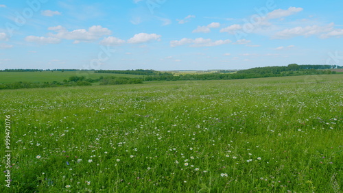 Beautiful European Meadow With Daisies And Clovers. Huge Summer Meadow With Colorful Flowers. Beautiful Wild Flowers Growing Outdoor In Sunny Morning Summer Meadow.