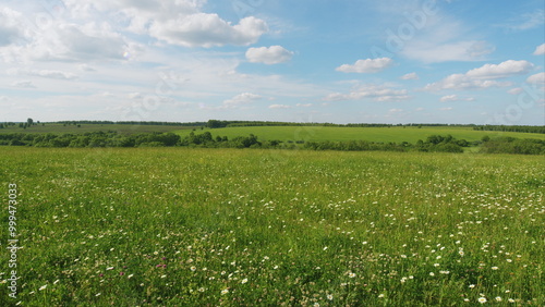 Chamomiles Summer Background. Wildflowers In Nature Spring. Green Meadow With Flowers Clovers, Chamomiles And Summer Grasses. Spring Flowers And Biology Concept.