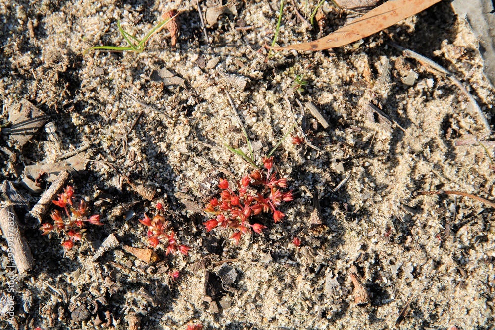 Scilly Pigmyweed (Crassula decumbens) growing in sand Scilly Pigmyweed (Crassula decumbens) growing in sand