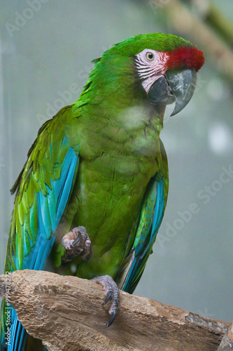 Portrait Of A Coloured Parrot