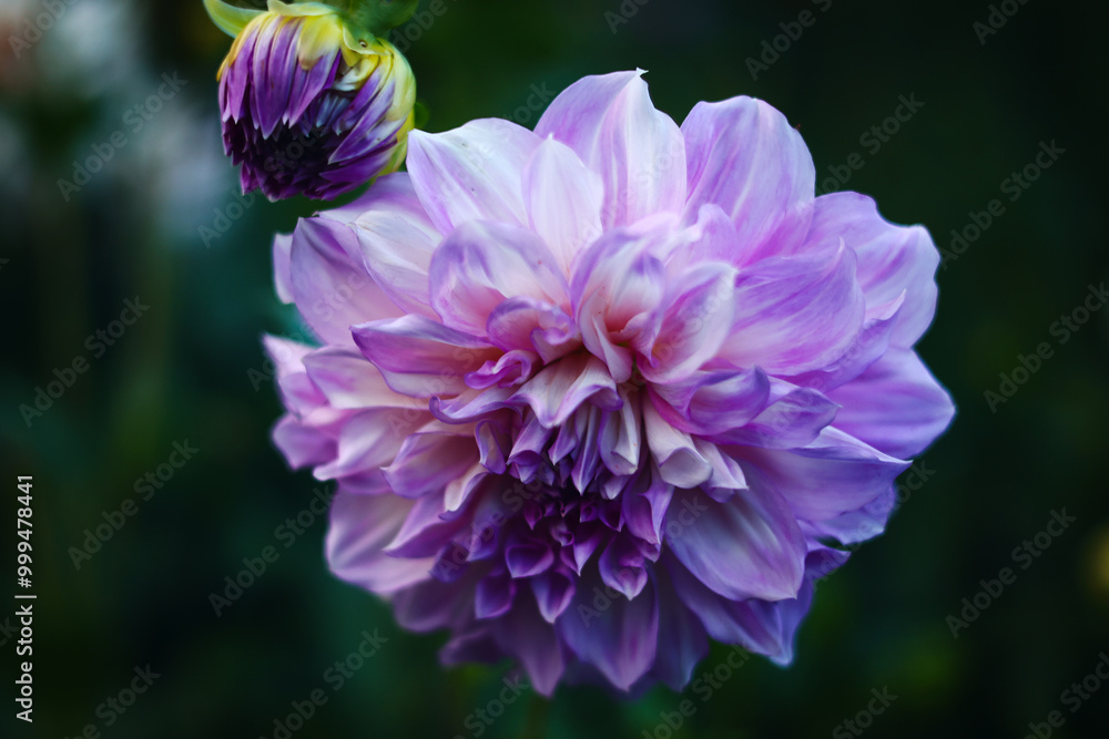 Fototapeta premium September flowers