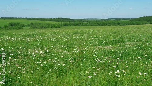 Chamomile And Clover Field. Flowers Are Swaying In Wind. Meadow With Blooming Chamomile And Clover At Sunset. Flora And Biology Concept. Advertising Background.