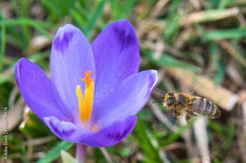 Crocus And Bee in Flight