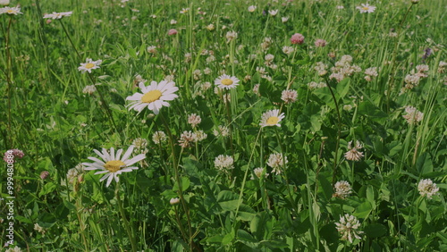 Beautiful European Meadow With Daisies And Clovers. Huge Summer Meadow With Colorful Flowers. Beautiful Wild Flowers Growing Outdoor In Sunny Morning Summer Meadow. photo