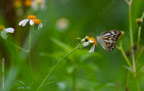 close up of a white chocolate butterfly on a blooming flower.