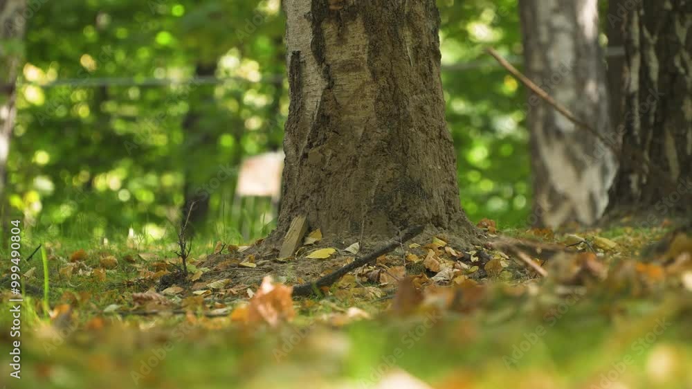 A fluffy squirrel bury a nut in the autumn forest A fluffy squirrel bury a nut in the autumn forest