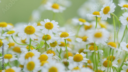 Daisy Flower Garden Full Bloom Plant. Chamomile Flowers Field Wide Background In Sun Light.