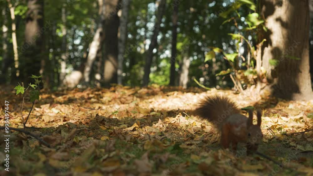 A fluffy squirrel bury a hazelnut in a sunny autumn forest A fluffy squirrel bury a hazelnut in a sunny autumn forest