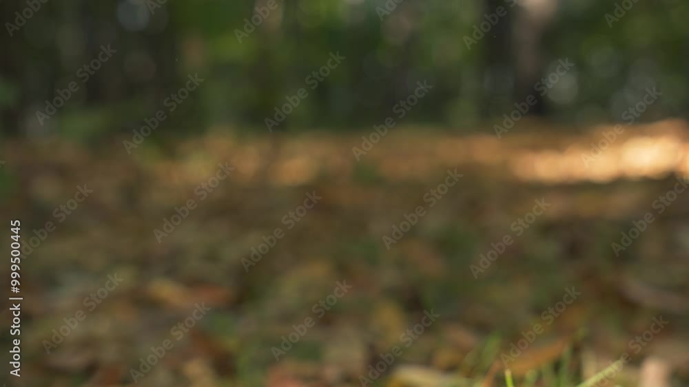 A fluffy squirrel checks a hazelnut in a sunny autumn forest and jumps to bury it A fluffy squirrel checks a hazelnut in a sunny autumn forest and jumps to bury it