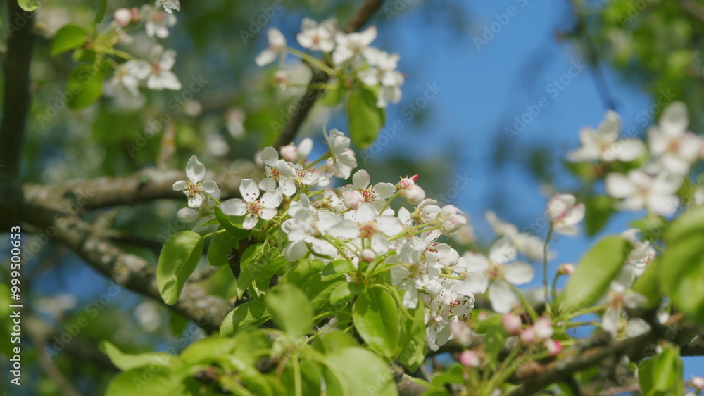 Tree Branches With White Flowers Sway In Wind. Pear Blossoms Flower On A Sunny Spring Day. Large White Flowers Of Fruit Trees In Spring. Tree Branches With White Flowers Sway In Wind. Pear Blossoms Flower On A Sunny Spring Day. Large White Flowers Of Fruit Trees In Spring.