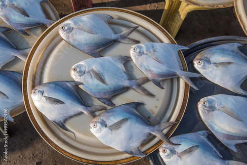 A fresh catch of sea food, fish for sale at Harne or Harnai Bandar or Port, Harne or Harnai, Dapoli, Konkan, Maharashtra, India, Asia photo