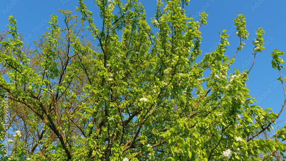 Fototapeta premium White Pear Blossom Blooming In A Garden. Pear Tree In Spring Season. Beautiful Branch On Spring Day. Blossom Pear White Flower Tree On Nature Background.