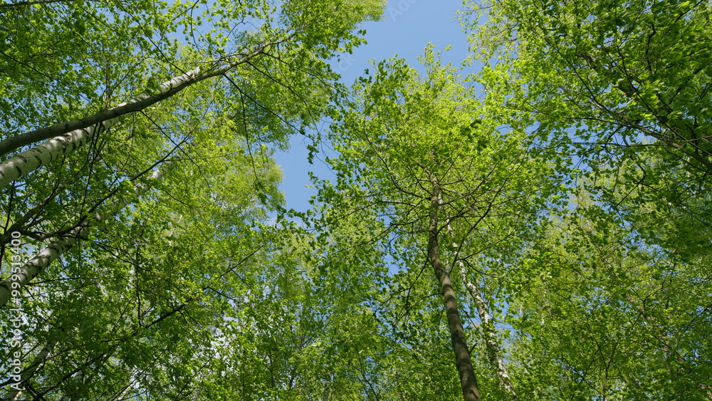 Fototapeta premium Good Weather. Amazing Trees In A Forest. Wide Angle Bottom View Of Trunks And Branches With Fresh Green Foliage.
