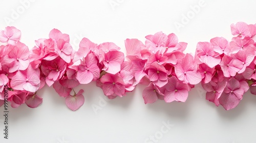 Floral layout of pink hydrangea flowers isolated on a white background. Top view flat lay bottom border. Festive floral background