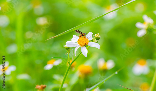 Amata huebneri on flowers. Amata huebneri is a species of moth in the genus Amata of the family Erebidae. photo